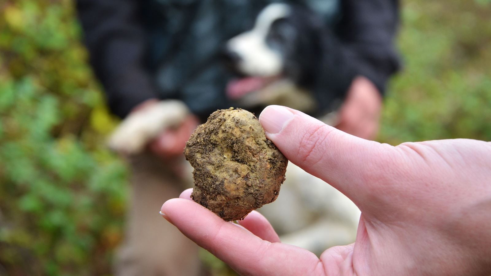 Origins and History of the Truffles | A Favourite food since antiquity